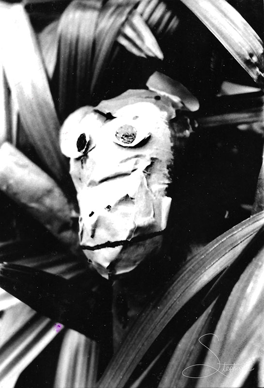 Papier-mâché monkey photographed at James Bowie High School. Arlington, Texas late 2000.