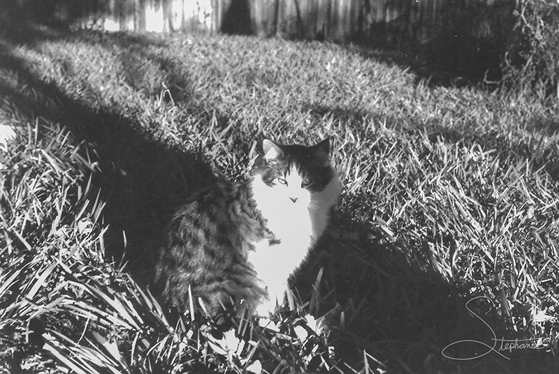 A photo of a large grey and white cat taken in late 2000.