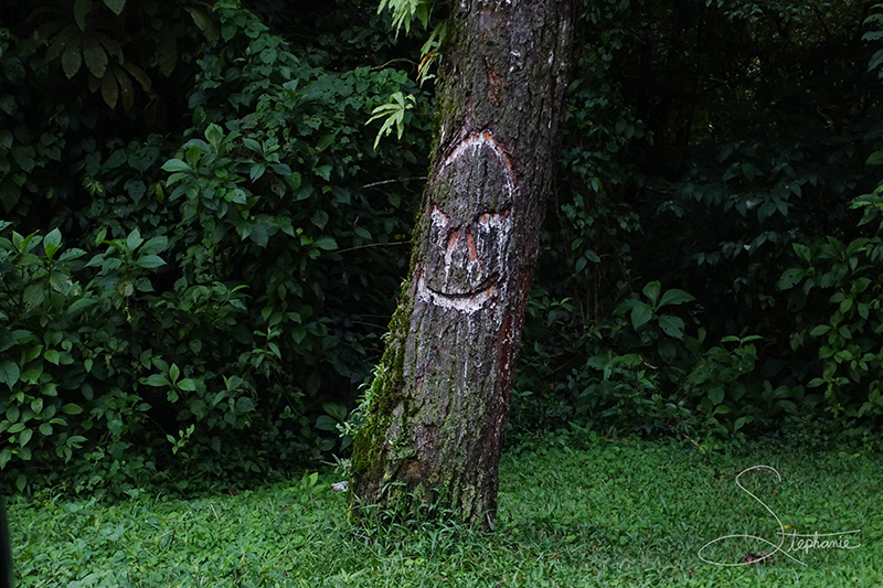 Carving in a roadside tree in Costa Rica.