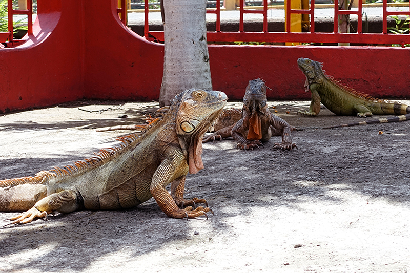 Roadside iguanas at Centro Turístico Las Iguanas Costa Rica.