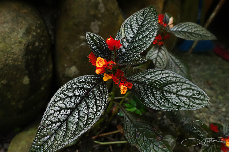 Sunset bells growing in Costa Rica.