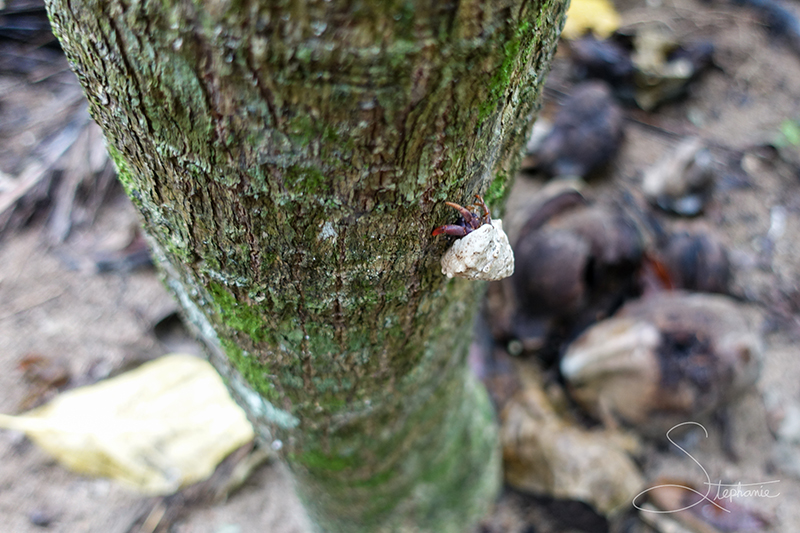 Hermit crab climbing a tree, Costa Rica.