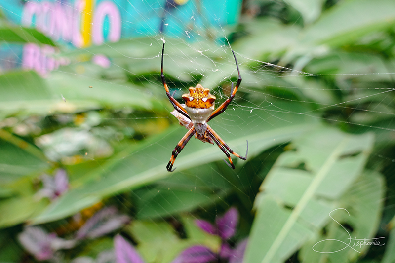 Silver Garden Orb Weaver Spider, Costa Rica