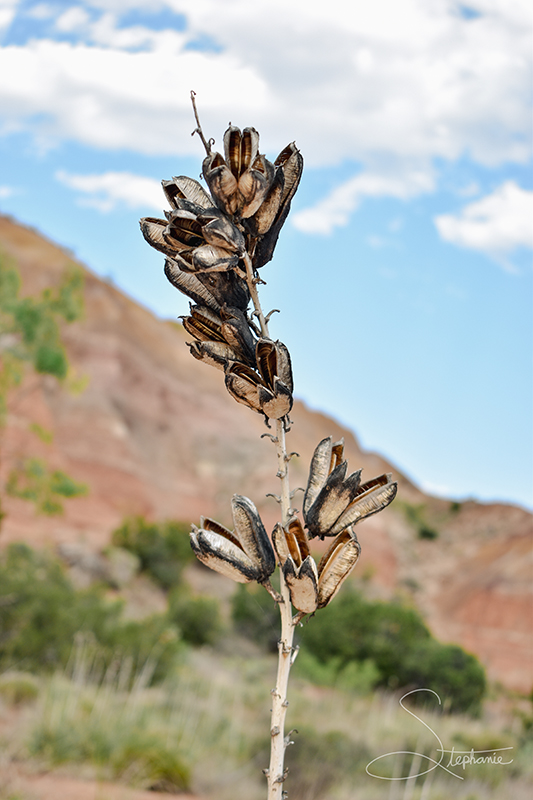 A dead yucca plant at Palo Duro Canyon State Park