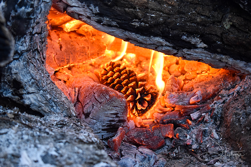 A pinecone burning in a fire.