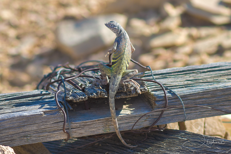 A small lizard in Marfa, Texas.