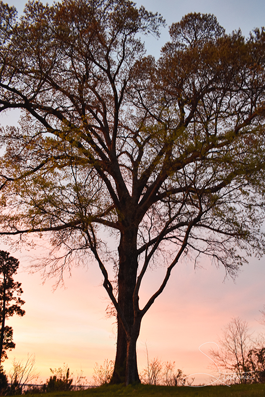 Sunset behind a tree at Cooper Lake State Park Texas.