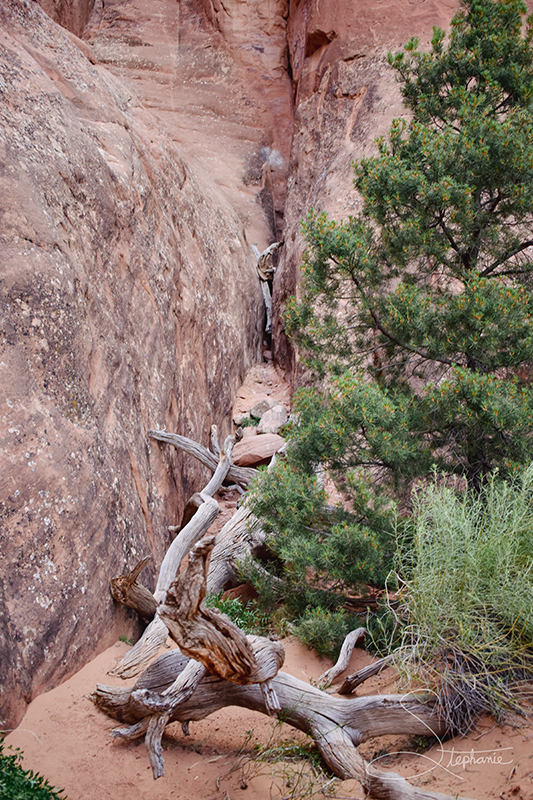 Logs in a crevice, Arches National Park, Moab, Utah.