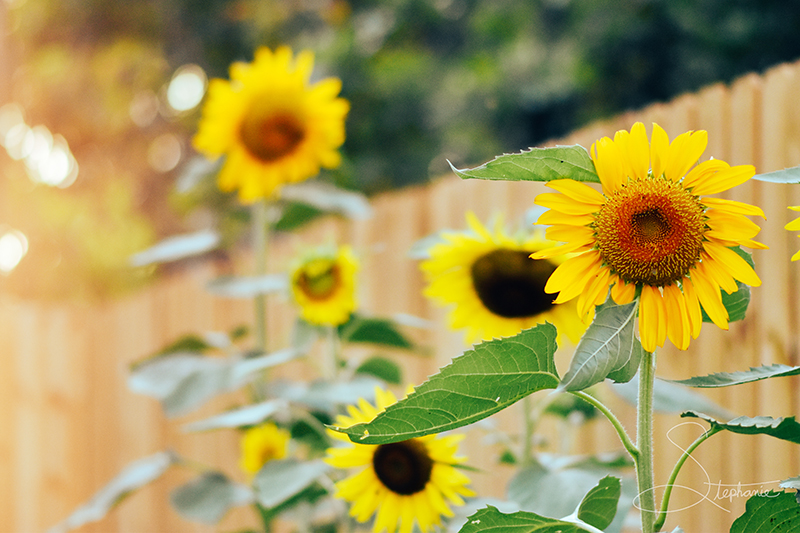 A photo of fully bloomed sunflowers.