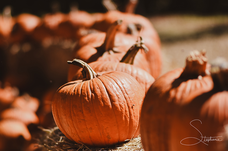 Photograph of a row of pumpkins at the Dallas Arboretum.