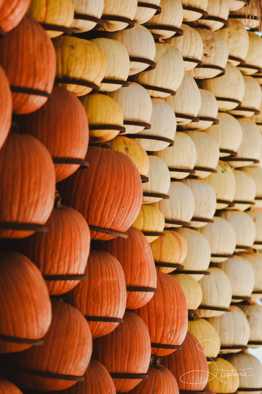 Pumpkin wall display at the Dallas Arboretum.