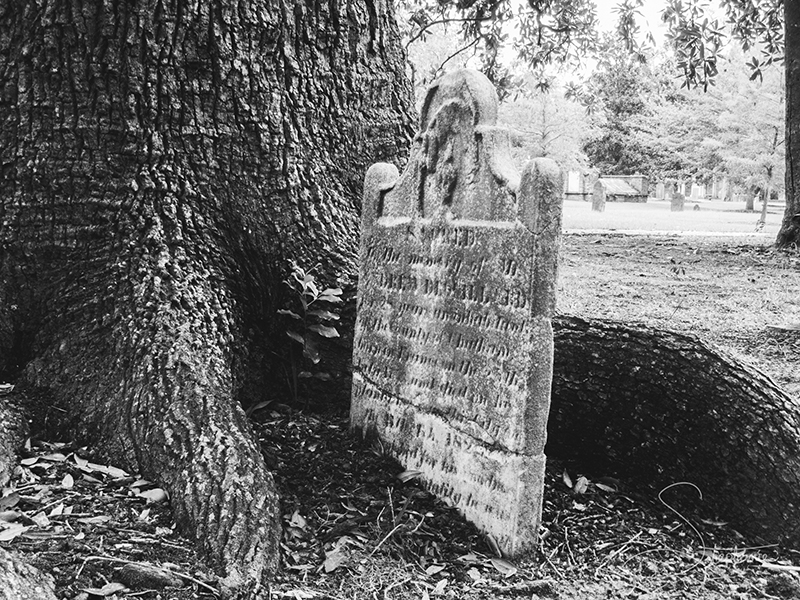 Headstone getting taken over by a tree in Colonial Park Cemetery, Savannah, Georgia.