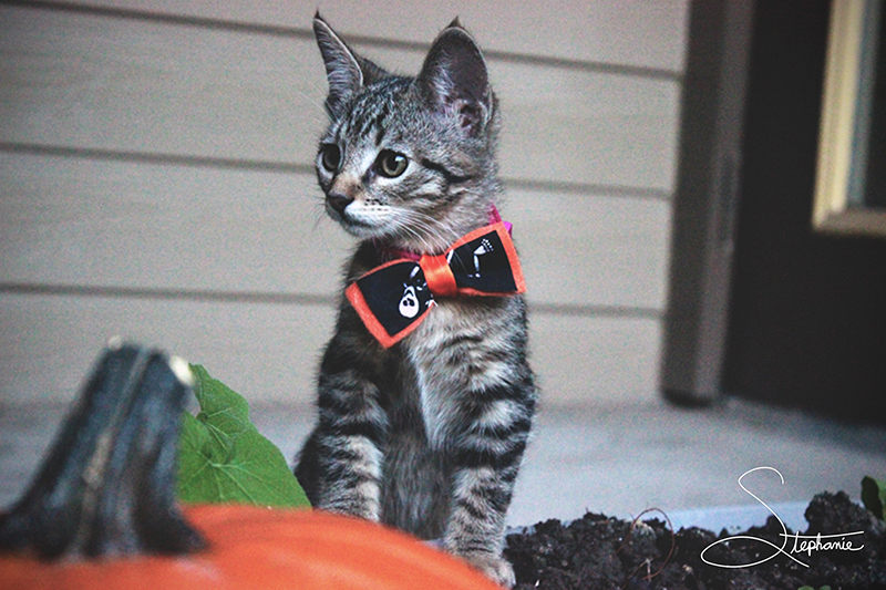 A small grey cat ready for Halloween.