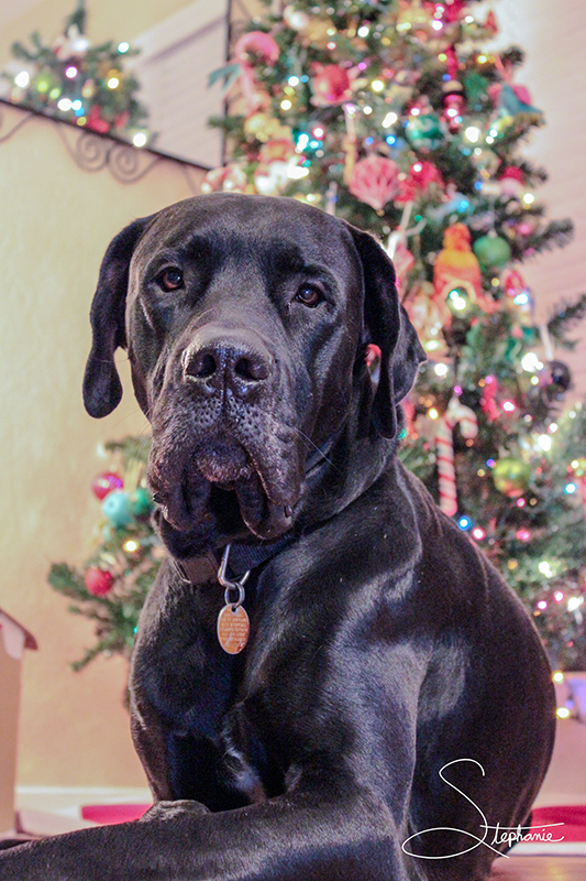 A great dane in front of a Christmas tree.