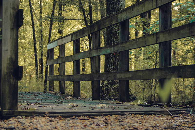 Small bridge in the woods.