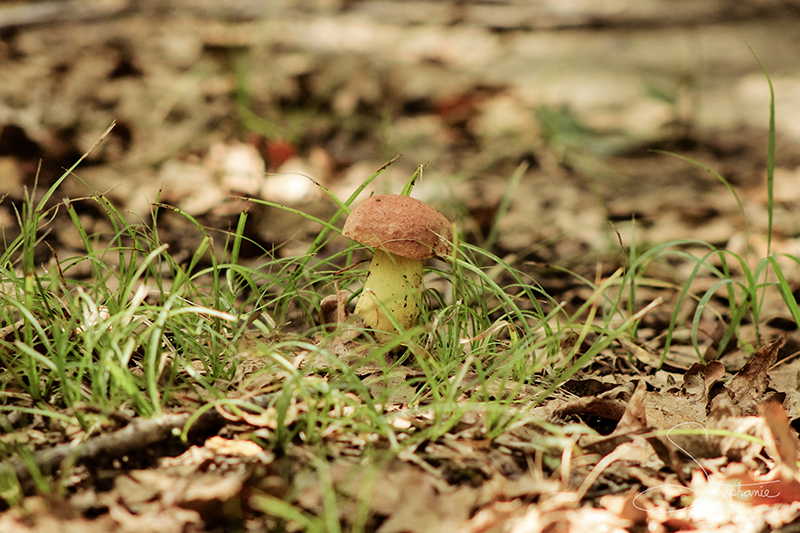 A tiny mushroom in the forest.