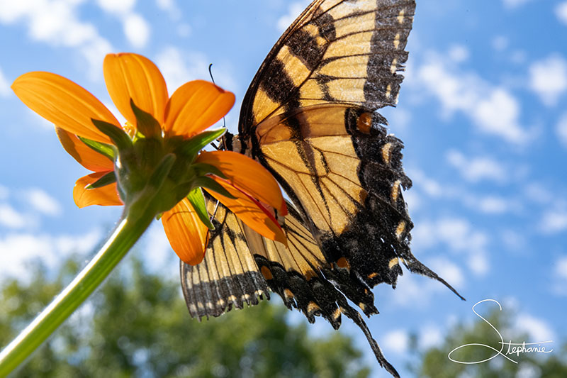 An Eastern Tiger Swallowtail from the underside landing on a flower.