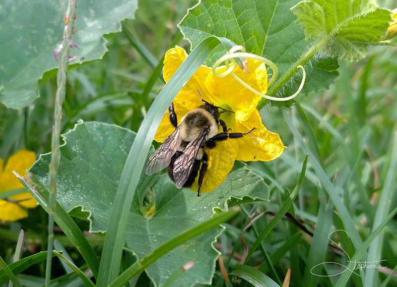 Photo of a large bumblebee on a yellow flower.