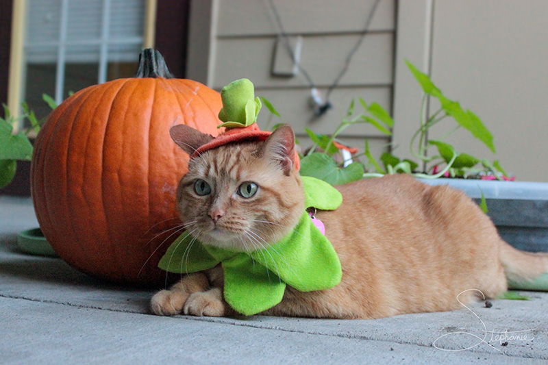 Photo of an orange cat with a pumpkin. 