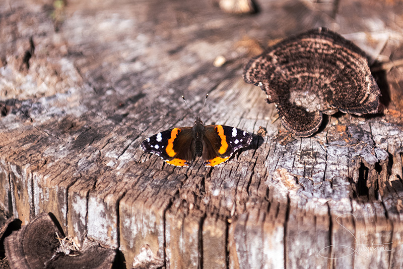 A red admiral butterfly on a log.