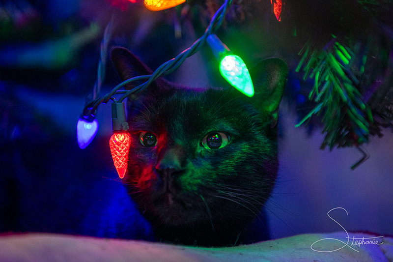 Photo of a black cat discovering Christmas lights.