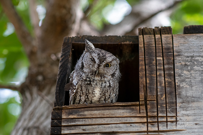 A photo of a one-eyed owl.