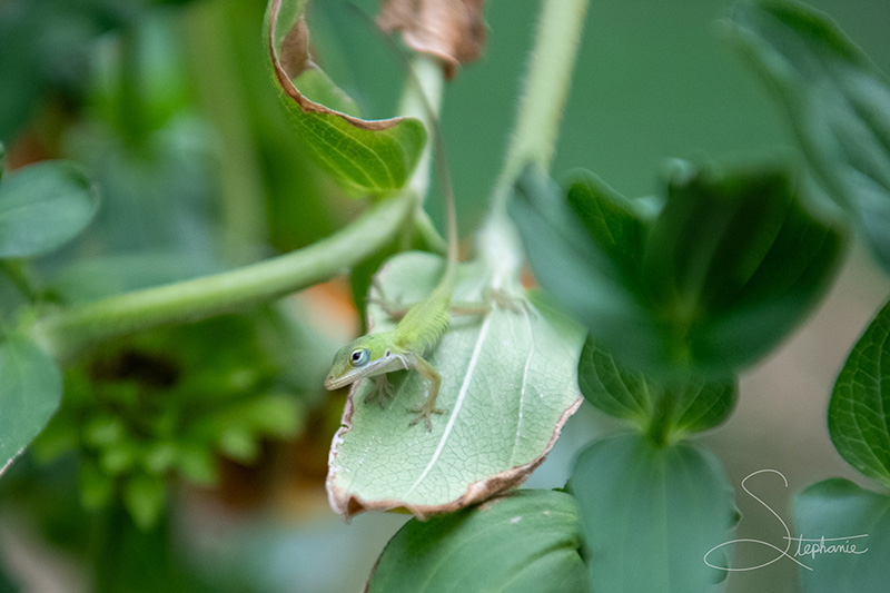 A photo of a tiny lizard on a zinnia leaf.