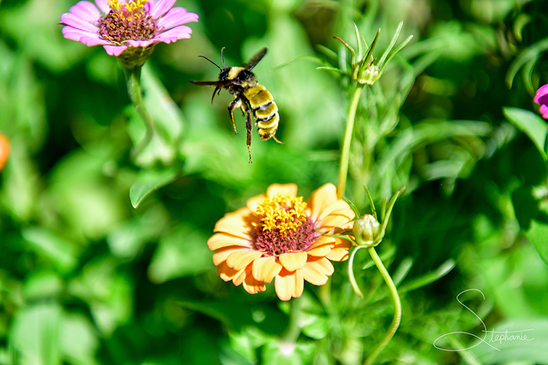 Bee taking off from a flower.