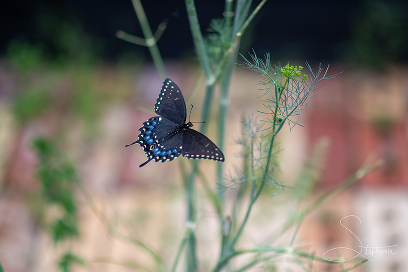 Photo of a Black Swallowtail butterfly re-visiting a dill plant.