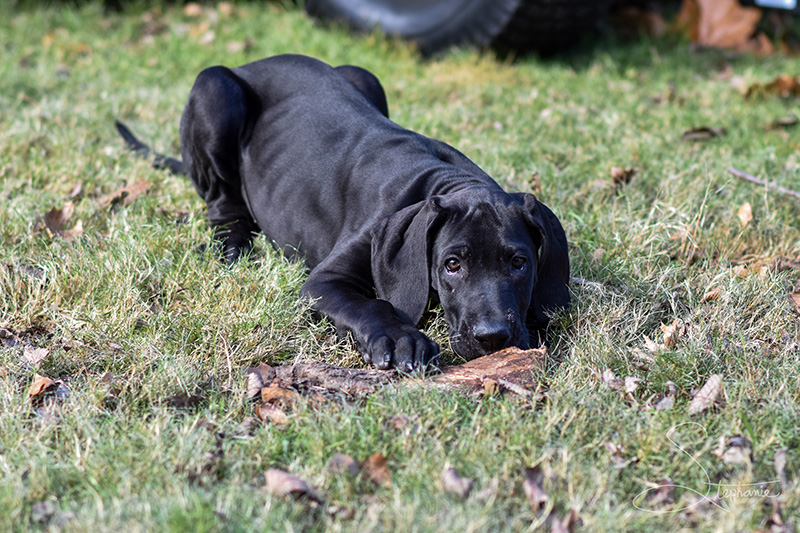 Great Dane puppy playing in the grass.