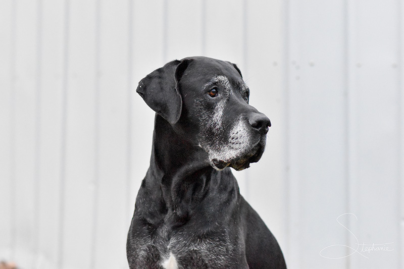 A senior dog on the lookout.