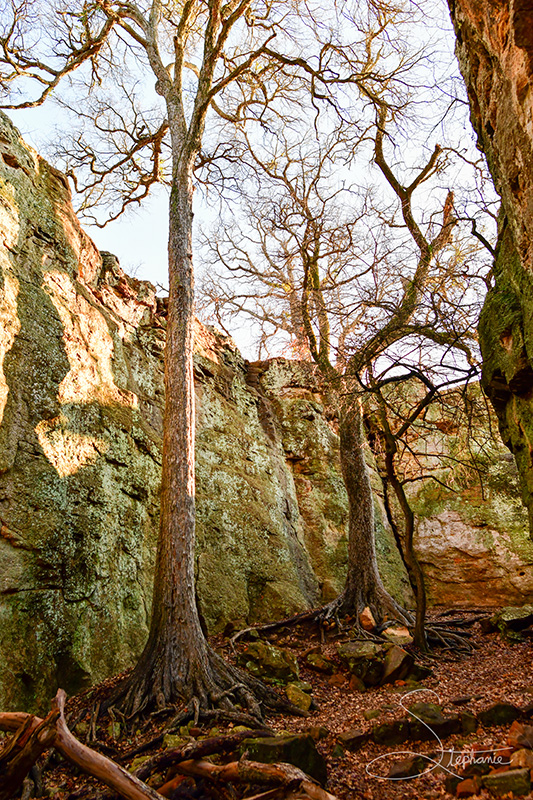 Trees growing in rock, Penitentiary Hollow, Lake Mineral Wells State Park, Texas.