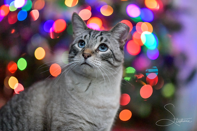 A white cat in front of a Christmas tree.