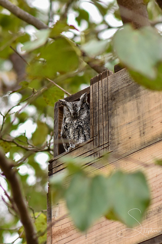 Photograph of an owl in a box in a tree.