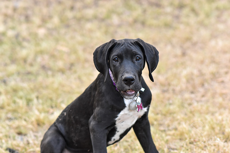 A great dane puppy.