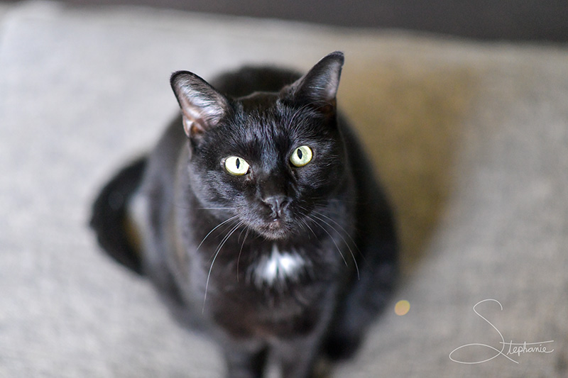 A black cat with green eyes.