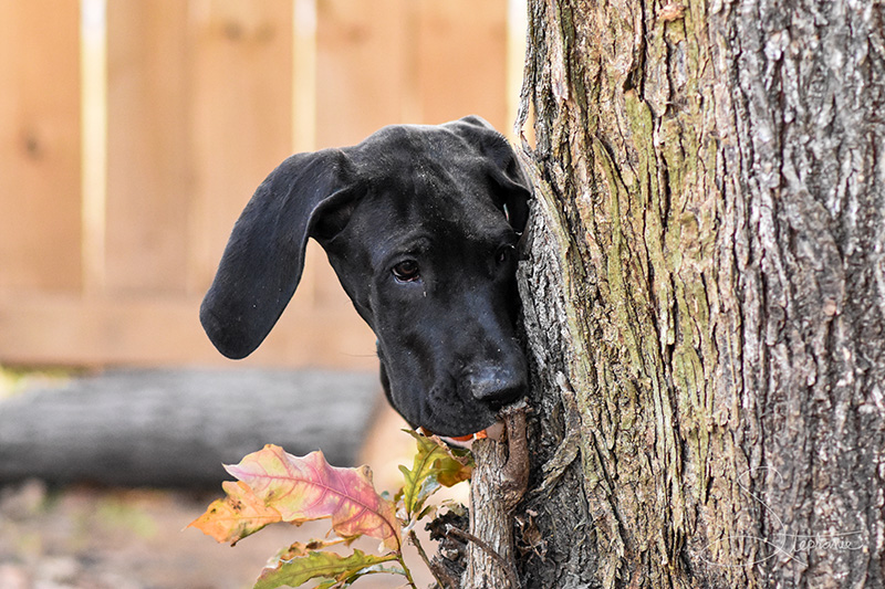 A black great dane puppy looking around a tree.