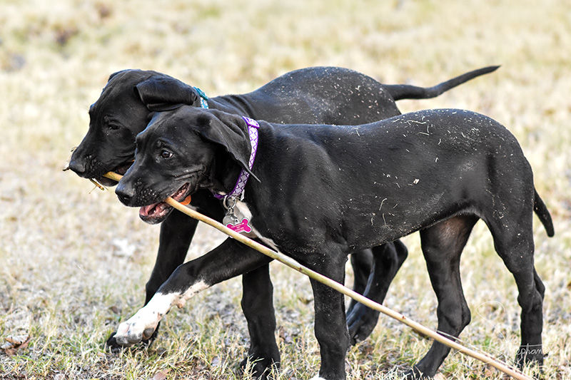 Great Dane puppies sharing a stick.