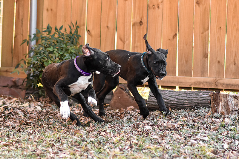 Great Dane puppies playing.