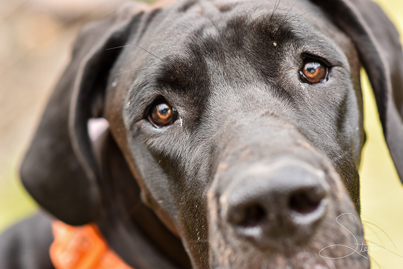 The eyes of a dog.